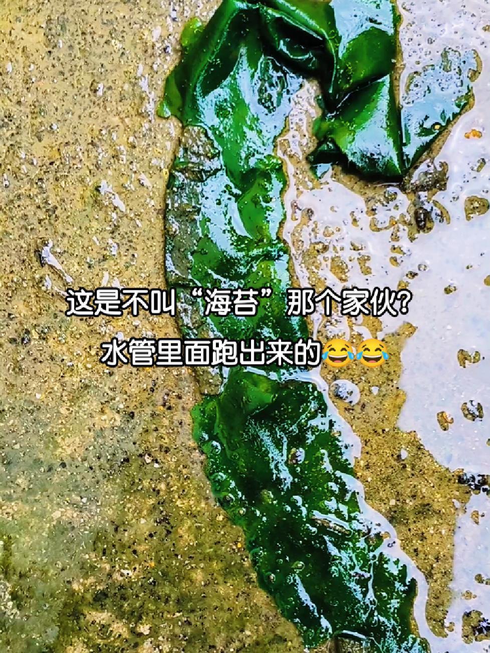 这家伙从水管里面跑出来,是不是海苔啊? 一般人不知道是什么 顽强的生命力 遇到事情不要慌 