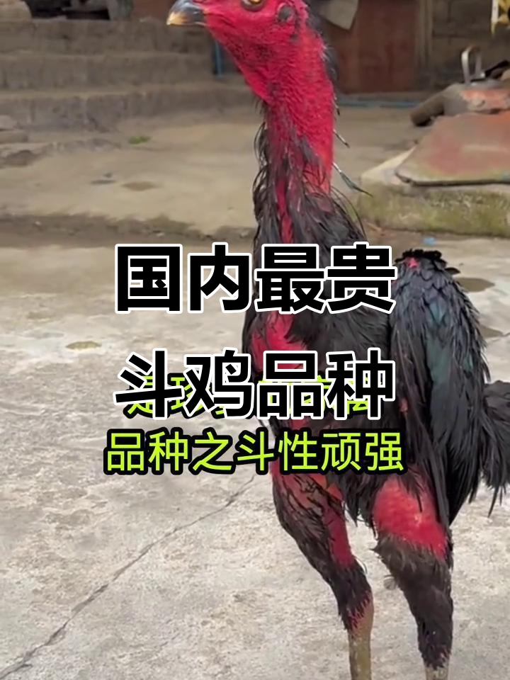 中原斗鸡：古老而珍贵的家禽品种，打斗激烈深受喜爱