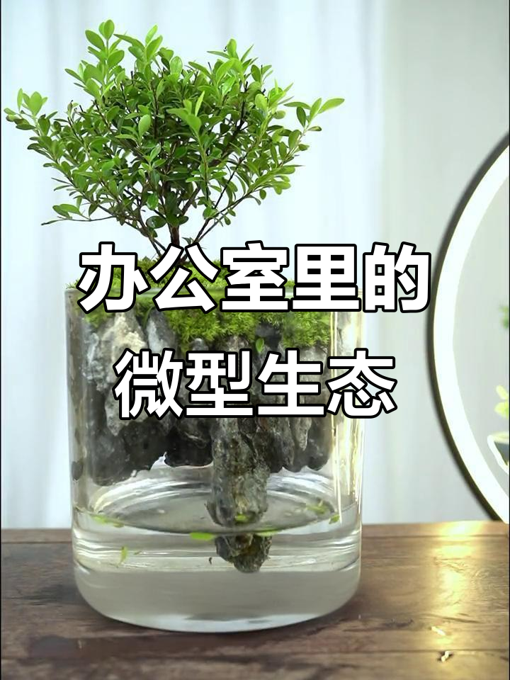 微景观办公桌,鱼与花共舞