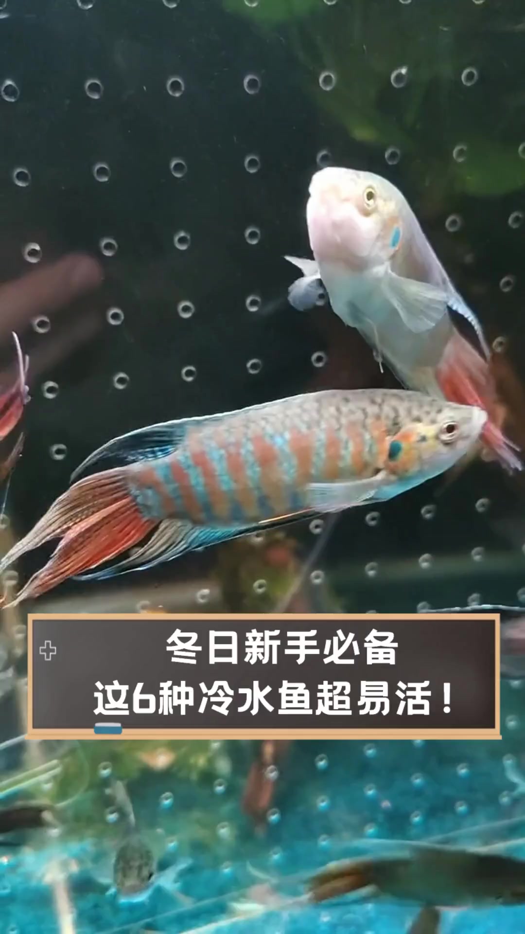 冬日新手必备,这6种冷水鱼超易活!