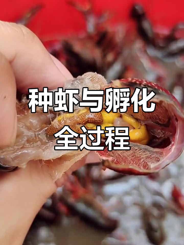 小龙虾种虾揭秘，养殖技巧全解析