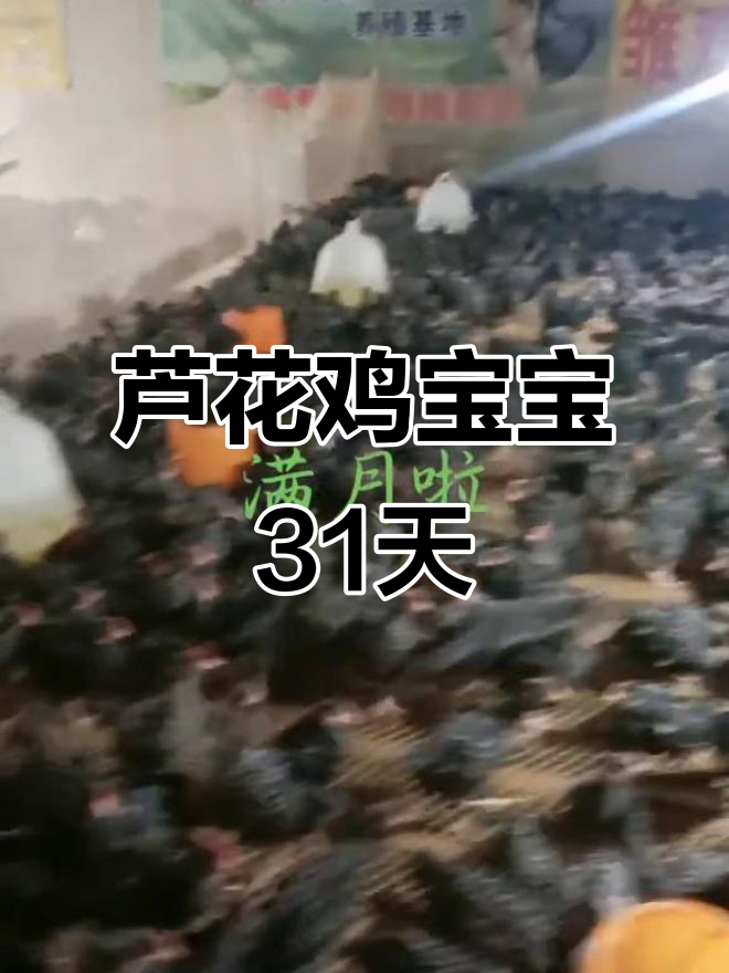 芦花鸡宝宝31天成长记,萌态十足