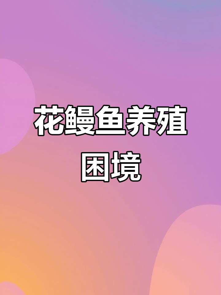 花鳗鱼养殖成本飙升,市场低迷难盈利