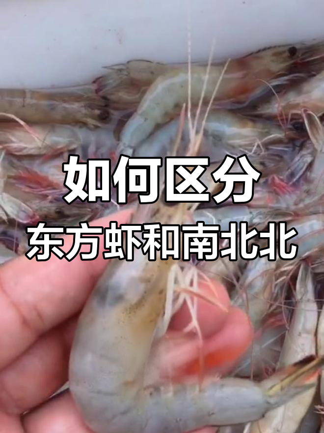 东方虾与南美对虾的区别,教你轻松辨别