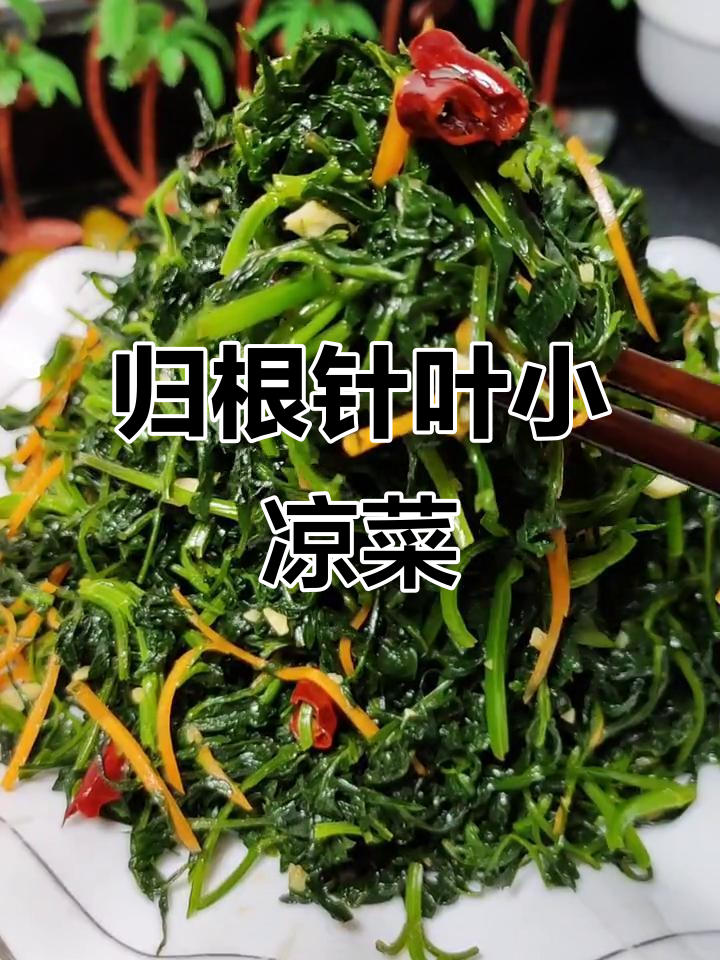 归根针叶凉拌菜,清热解毒又爽口!