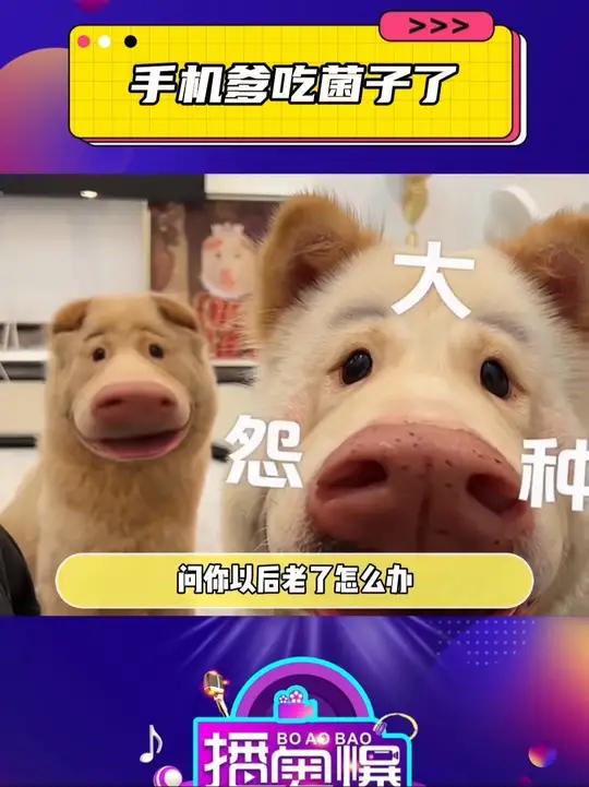 一眨眼的功夫狗子给你做了四菜一汤