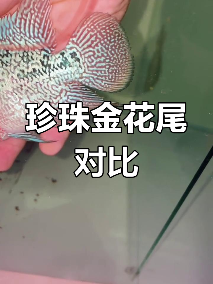 罗汉鱼品种区分:尾巴特征解析