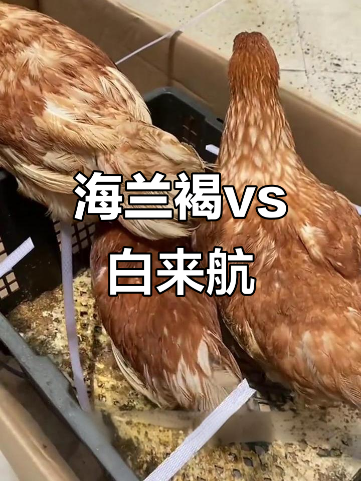 海兰褐与白来航产蛋能力大比拼,哪个才是真正的冠军?