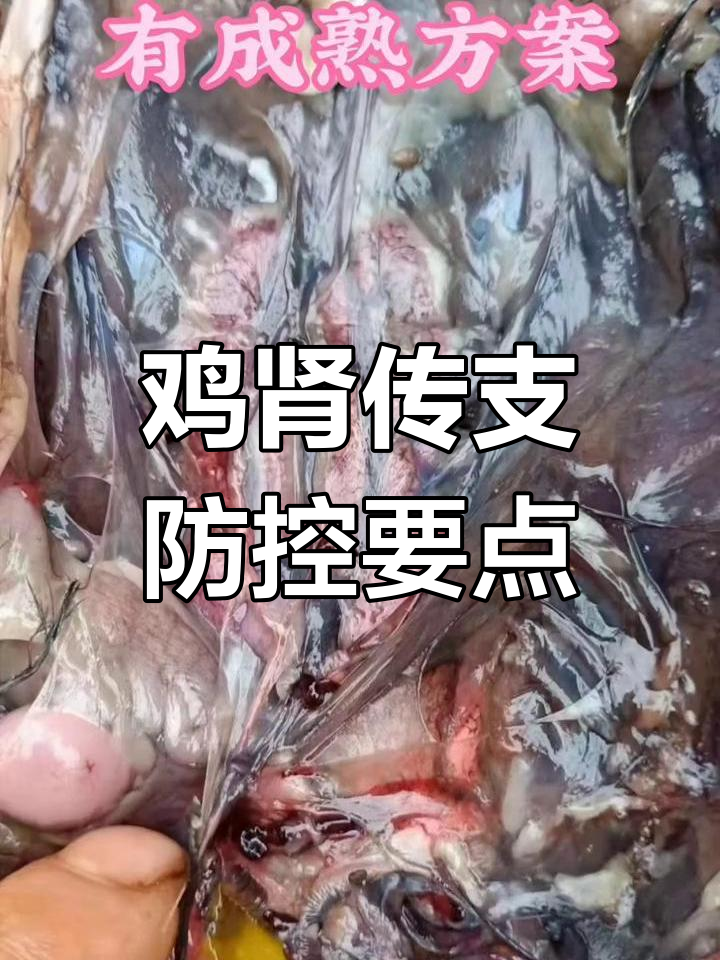 鸡肾传支的典型症状与防治方法