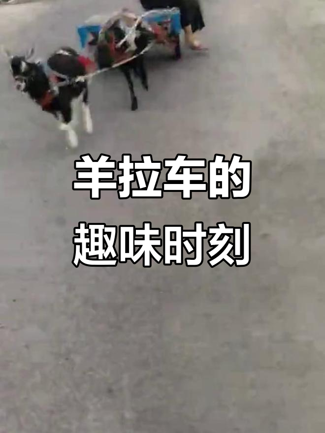 羊拉车搞笑瞬间,步伐轻盈让人忍俊不禁