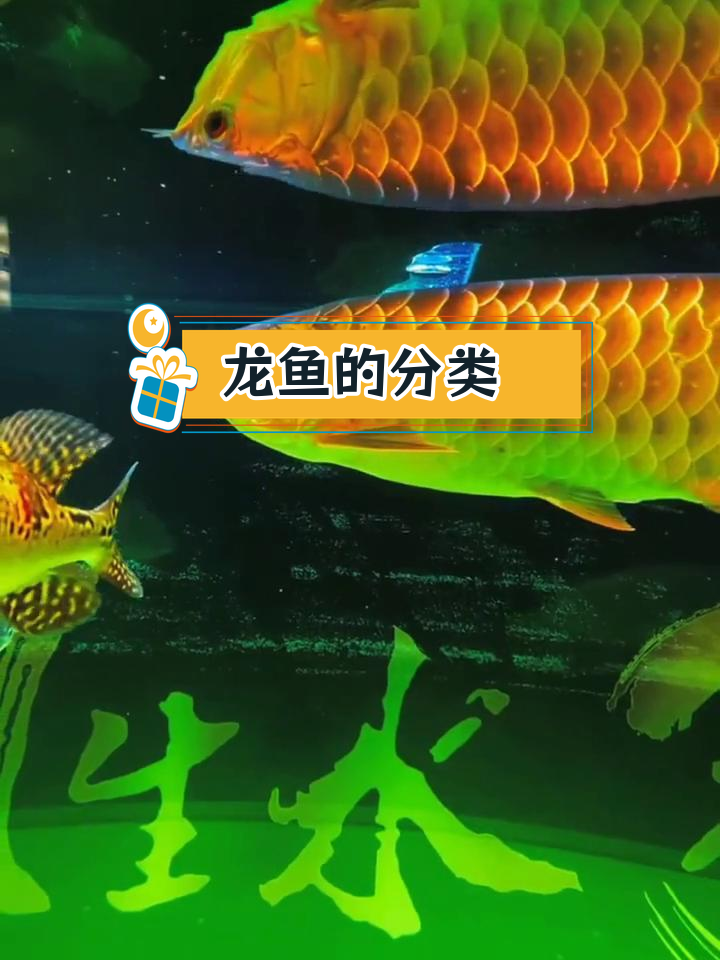 龙鱼种类解析:银龙、金龙与红龙的差异