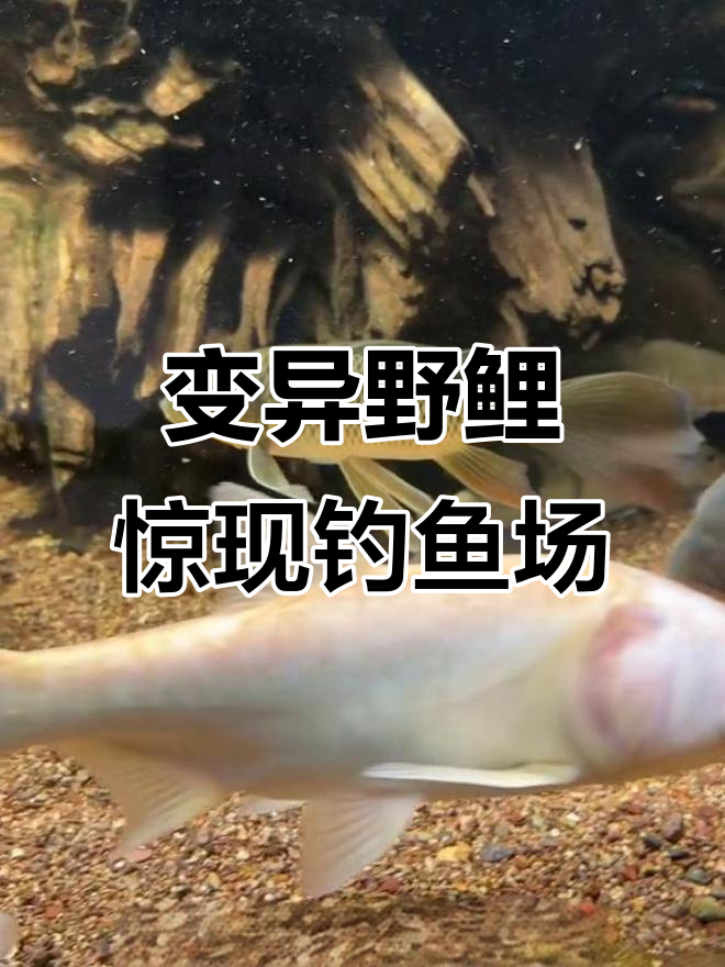 广东钓友水库遇变异鲤鱼,大鳍长尾惊艳全场