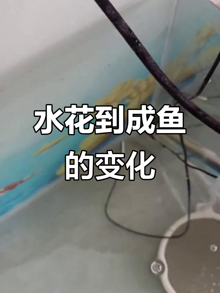 锦鲤水花成长全纪录,从鱼苗到成鱼的蜕变过程