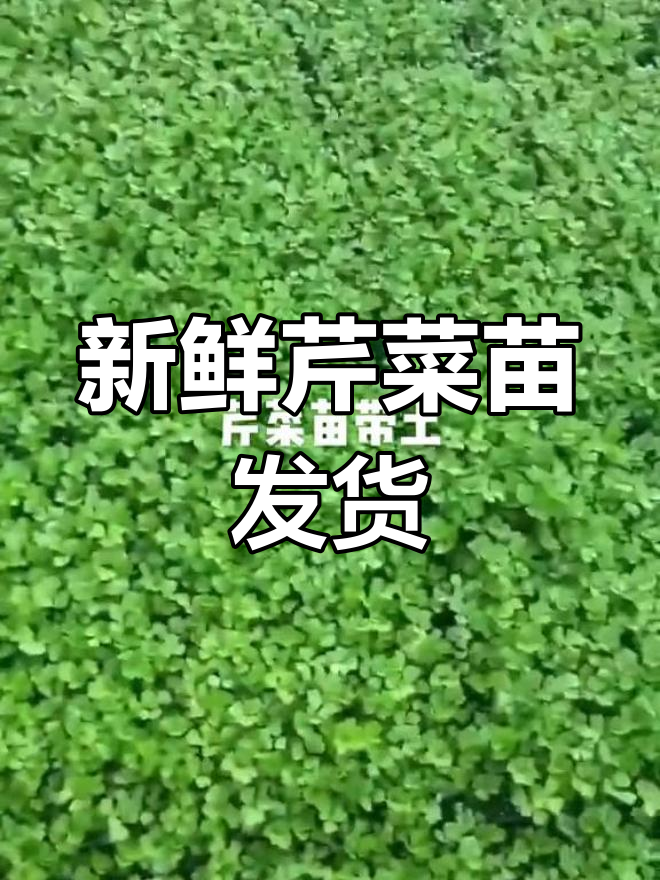 芹菜苗带土批发发货