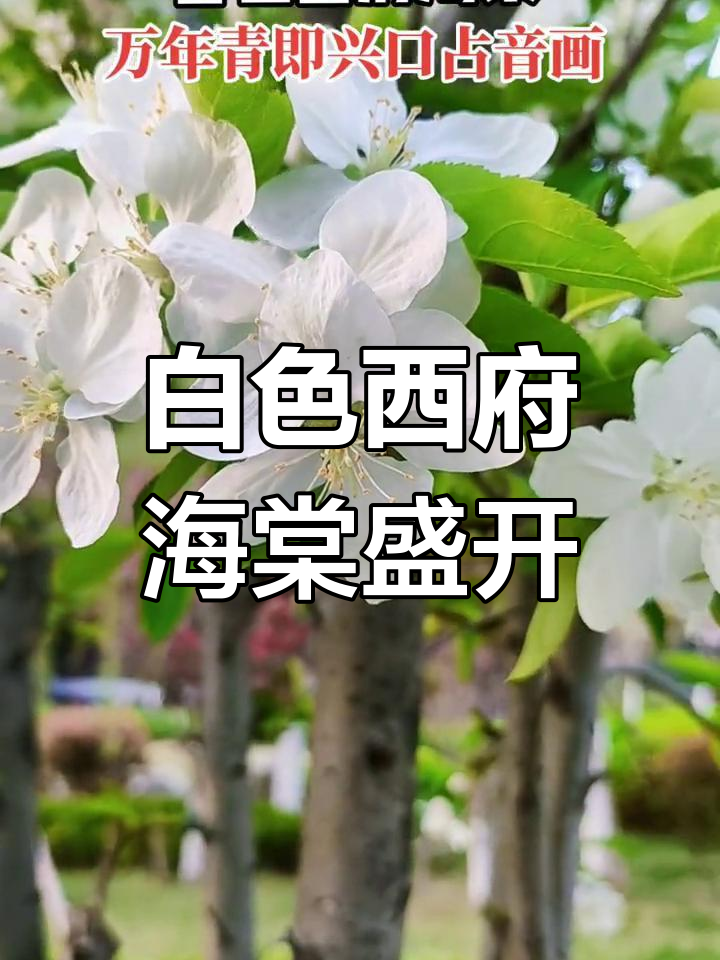 西湖海棠洁白如雪,花香四溢让人陶醉