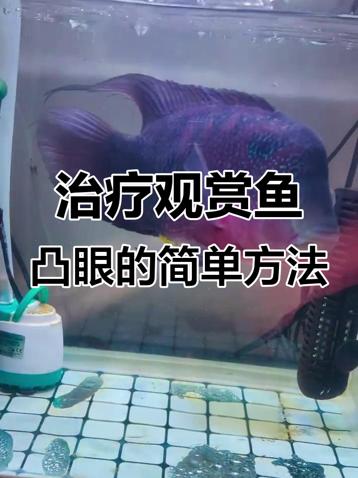 观赏鱼突眼治疗全攻略，甲硝唑轻松搞定