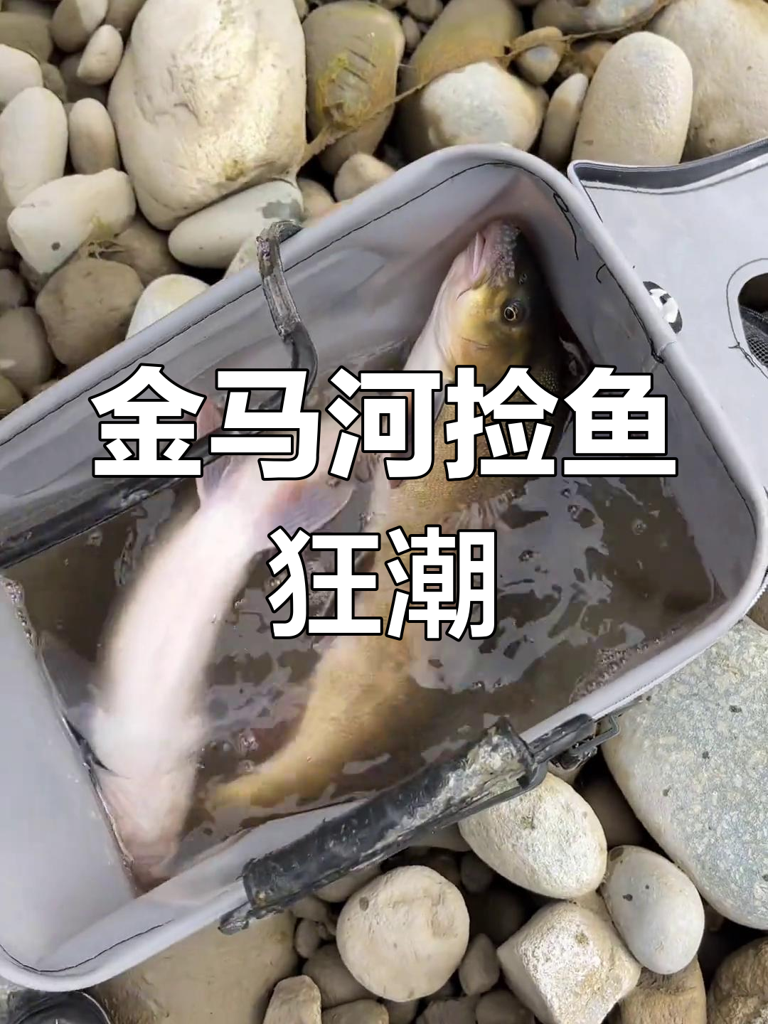 金马河干水捕捞大丰收,土凤甲鱼一网打尽