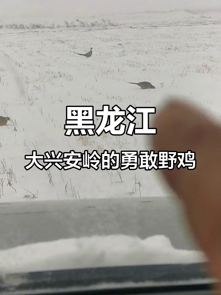 大雪中野鸡勇斗车,公母同行觅食