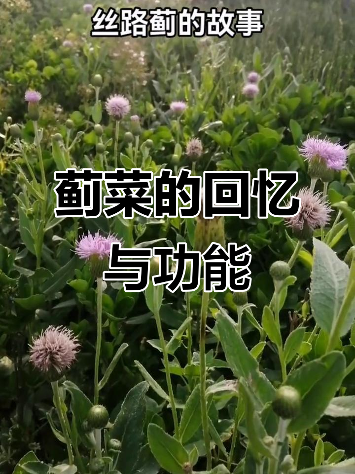 蓟菜曾是童年记忆,止血功效至今仍被中医广泛应用