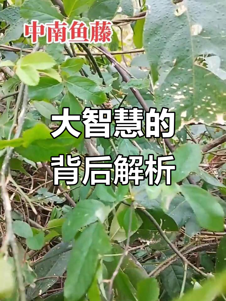 揭秘大智慧背后的真相,如何看待市场变化