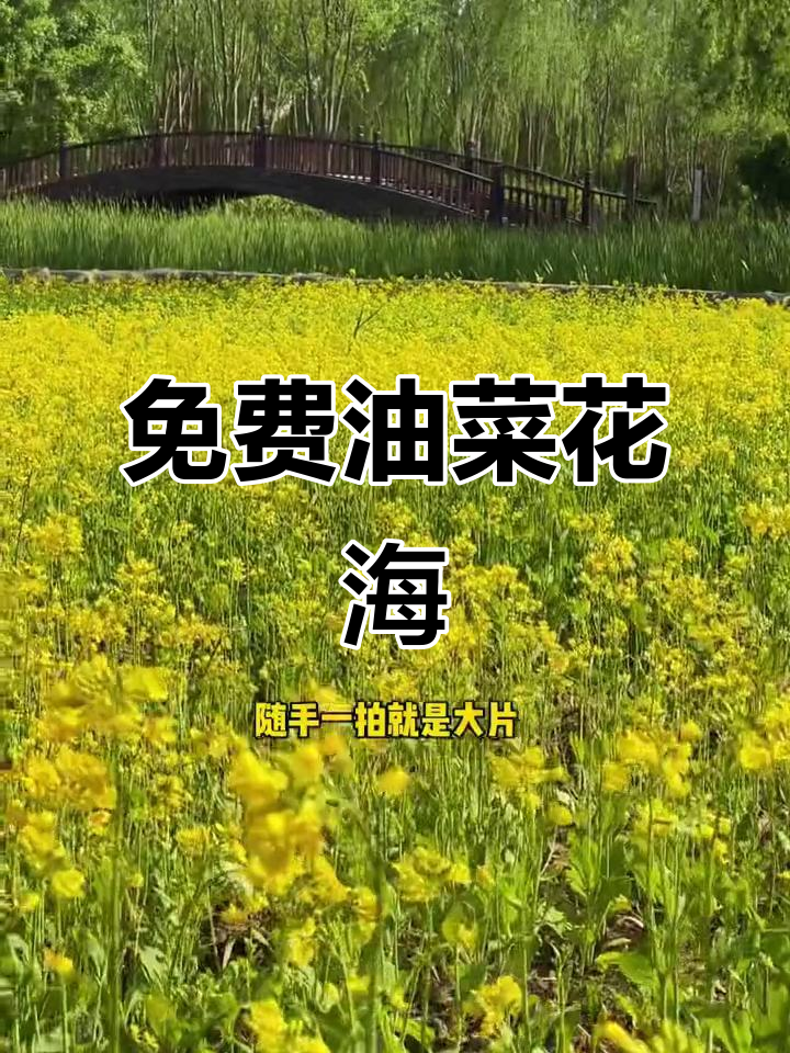北京西边免费油菜花海,山水美景等你来探