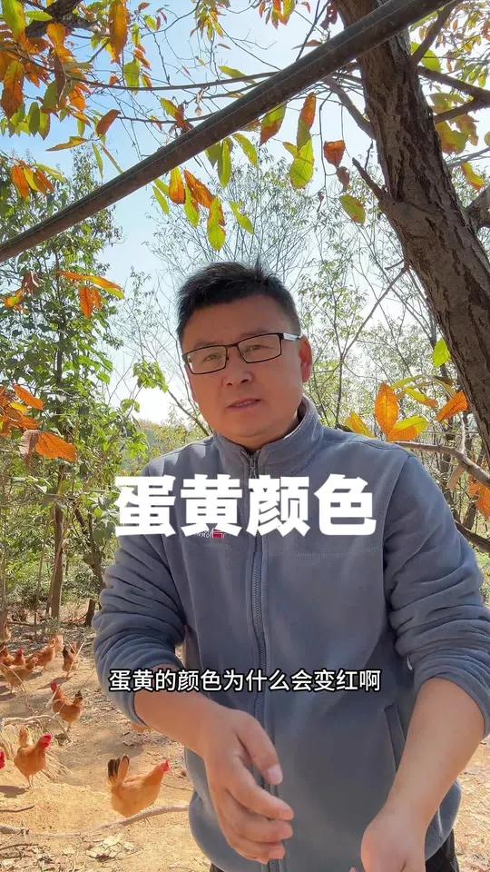 蛋黄有红心有黄心