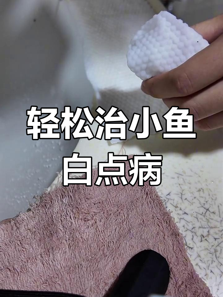小鱼白点病手术,操作超简单!