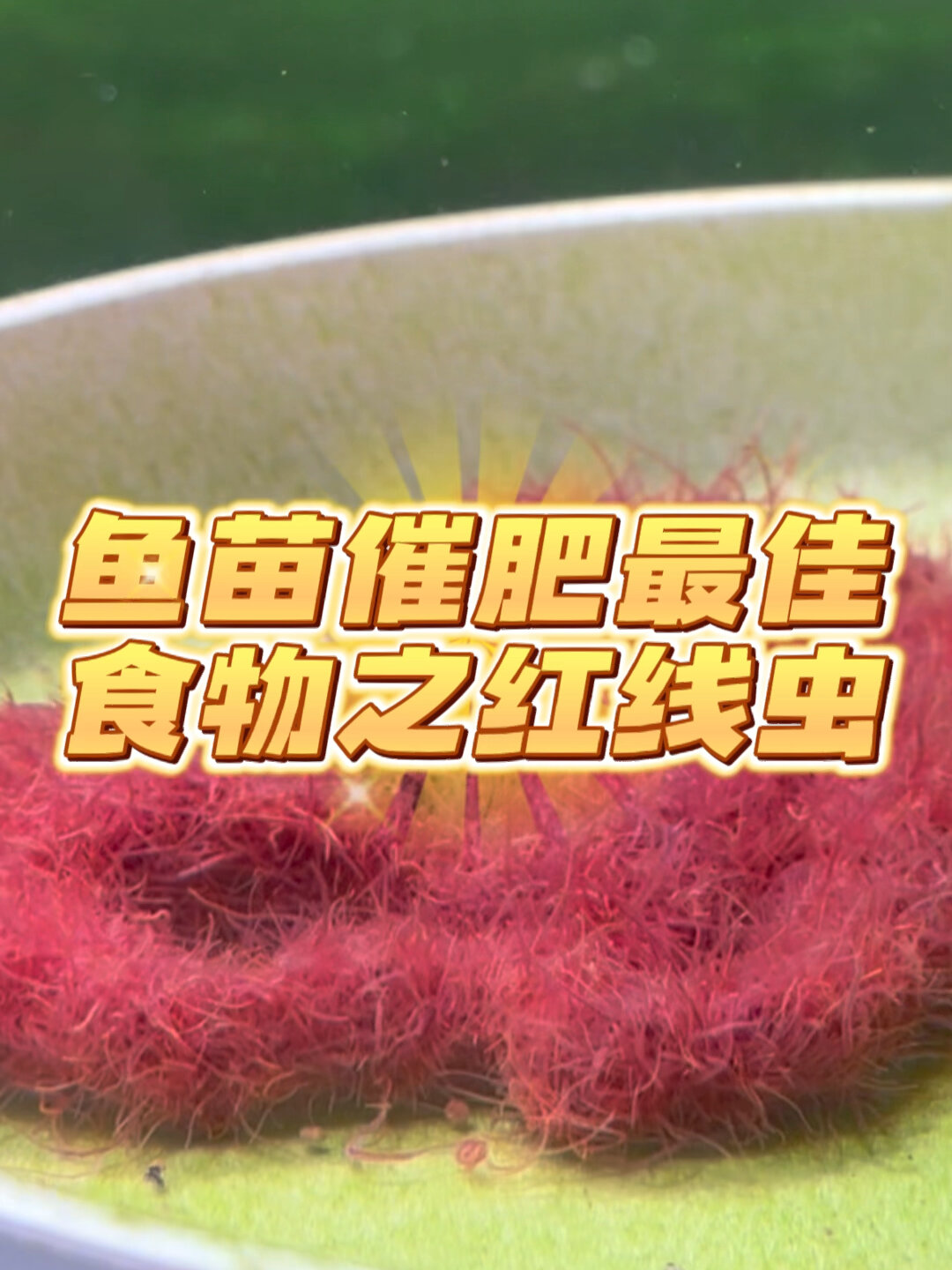 养鱼小知识:鱼苗催肥最佳食物红线虫