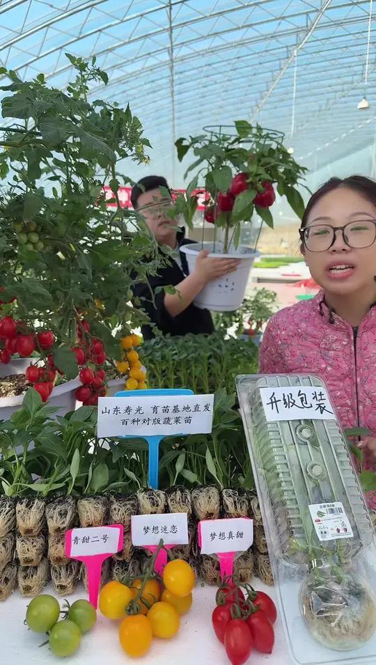 新鲜辣椒苗直达厨房，种出自家香辣美味！种什么？怎么选品种？如何管理？听听专家怎么说！