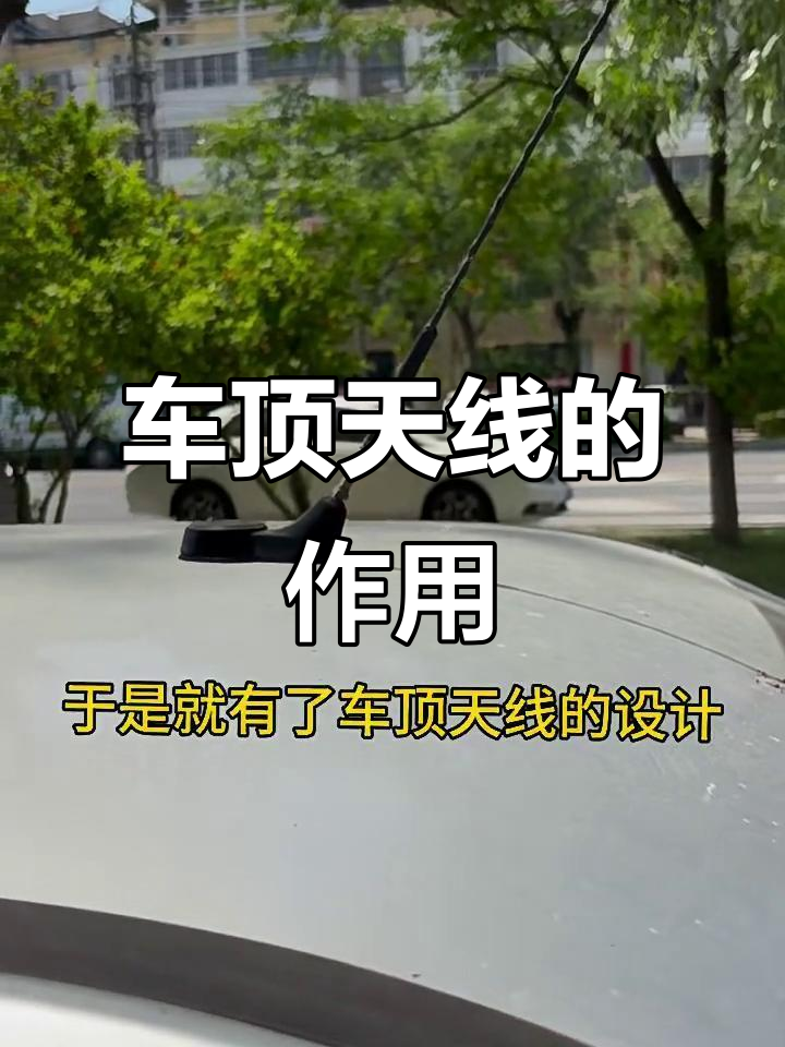 鲨鱼鳍到底有啥用?降低油耗又美观