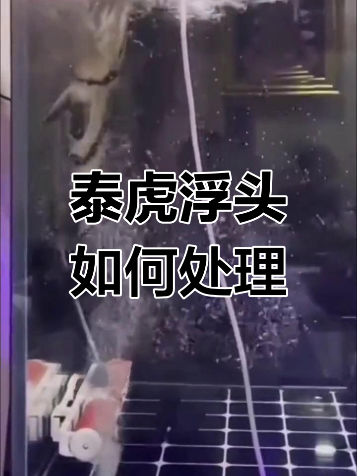 泰国虎鱼中毒急救方法