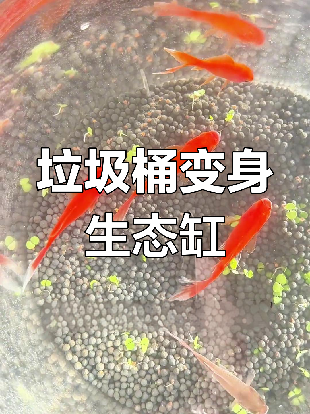 废物利用变鱼缸,垃圾桶也能养鱼?