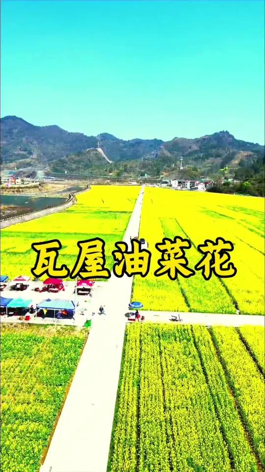 多彩贵州 花样中国,贵州铜仁瓦屋油菜花海欢迎您