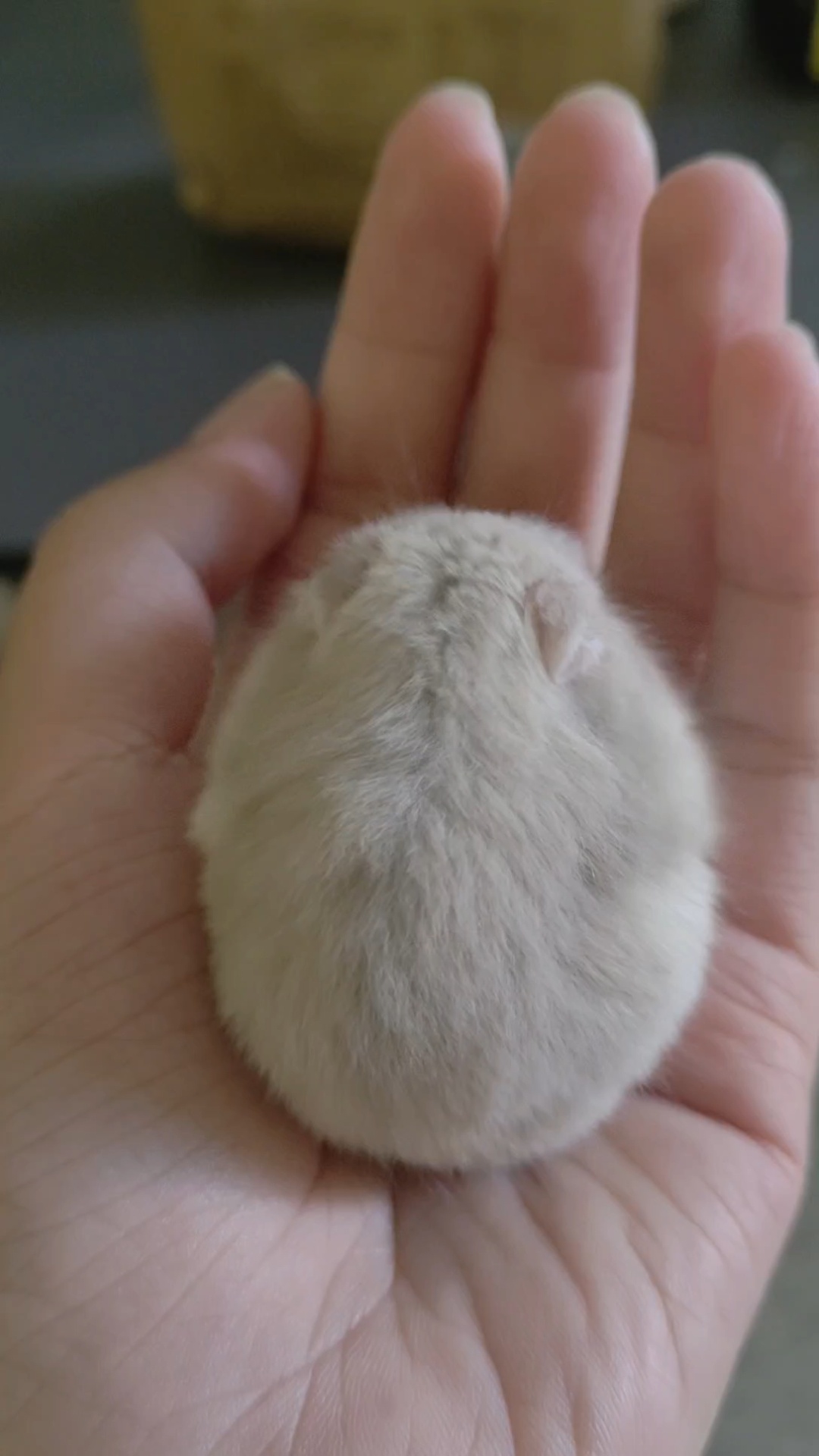 奶茶仓鼠,小可爱