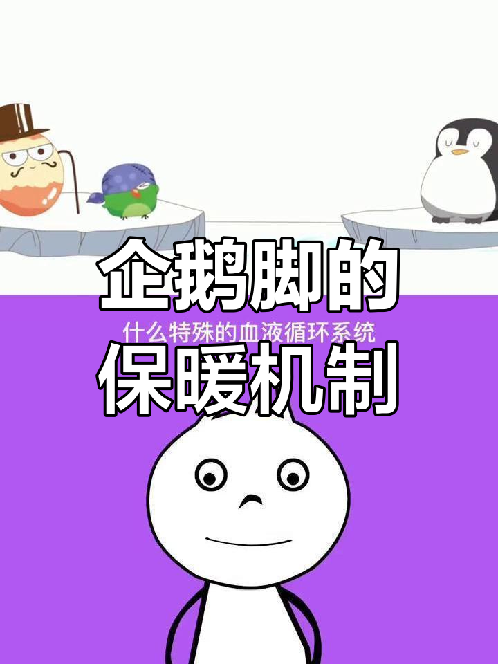 企鹅脚不怕冷,揭秘血液循环奥秘