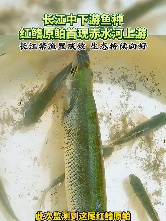 长江中下游鱼种红鳍原鲌首现赤水河上游