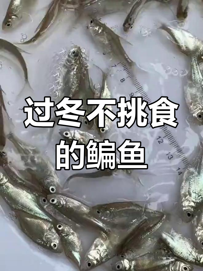 江团鱼价格暴跌,背后原因揭秘