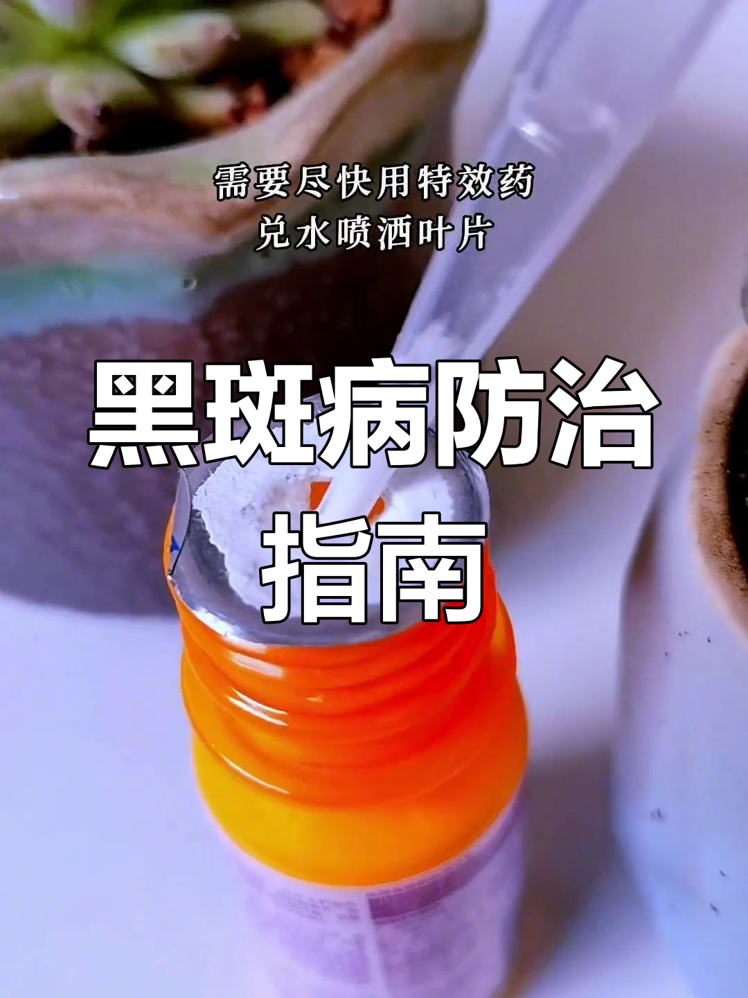多肉黑斑病需及时治疗,避免枯萎化水