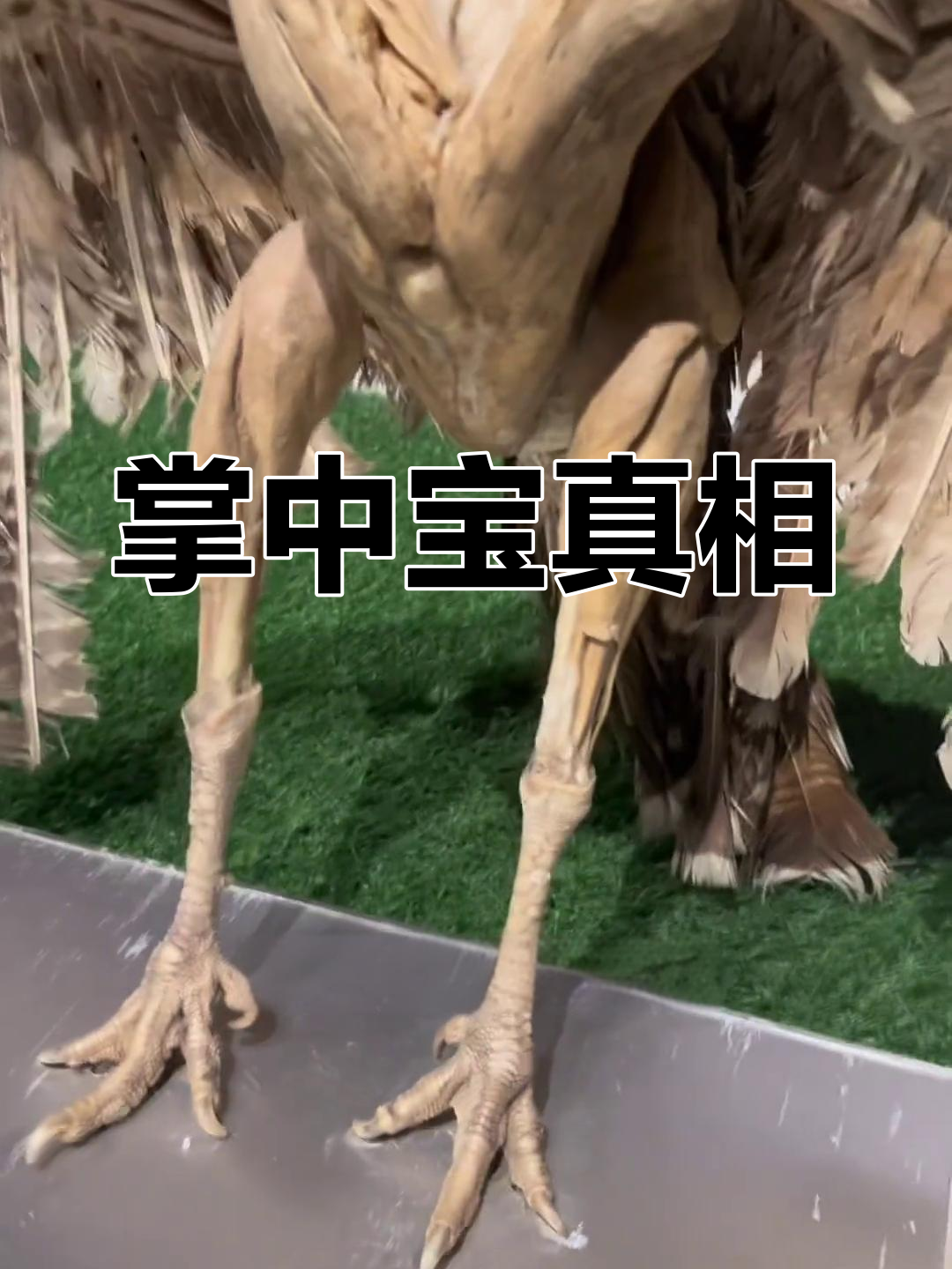 掌中宝到底是什么?揭秘鸡身上的软骨