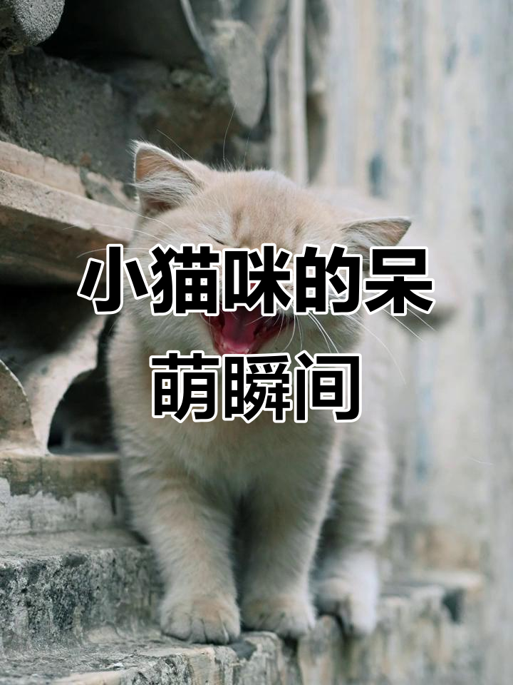 鸡哥的小猫太可爱了,懒萌表情超搞笑