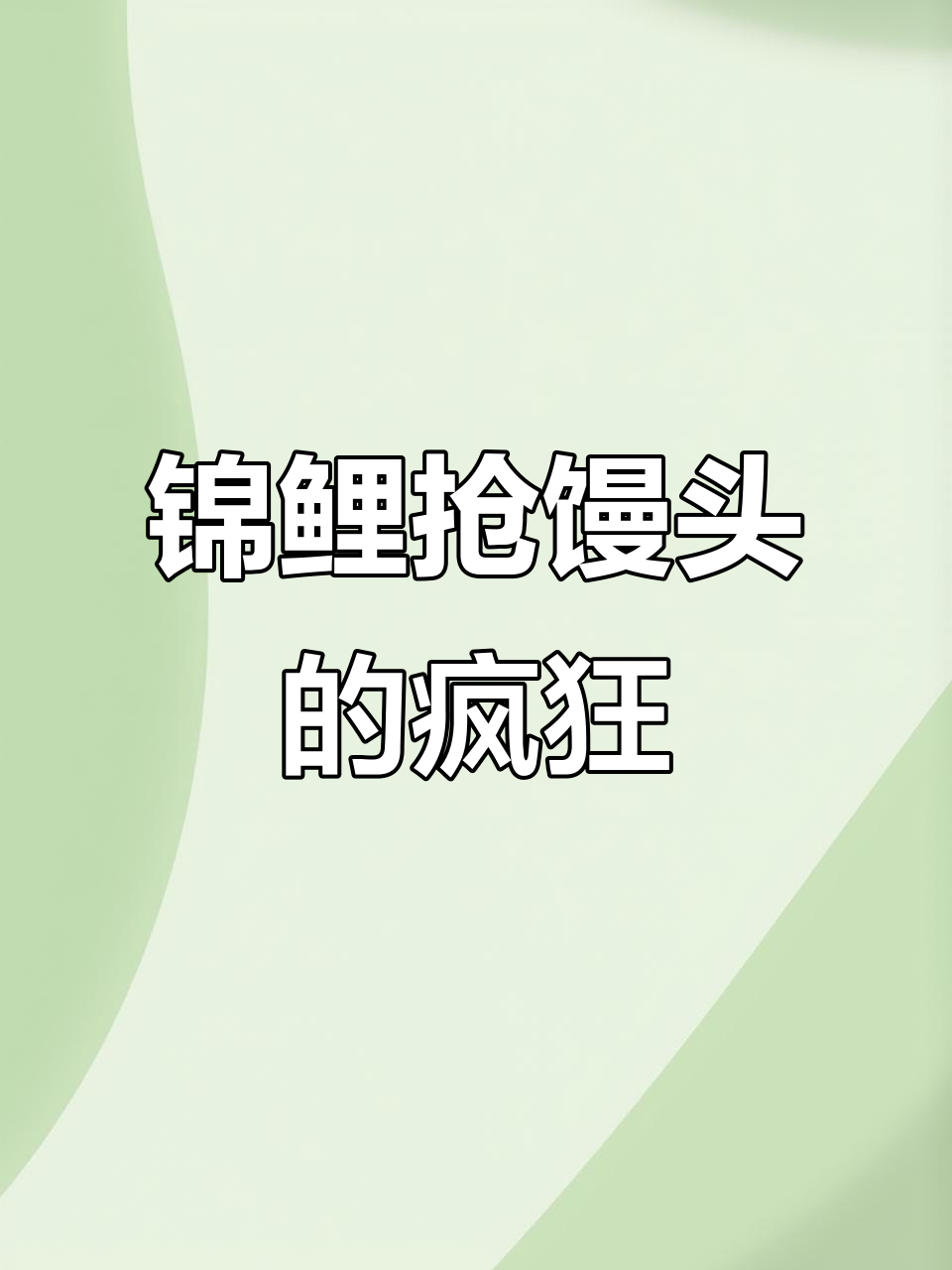 5月19日馒头引来锦鲤狂潮,争食场面异常火爆!