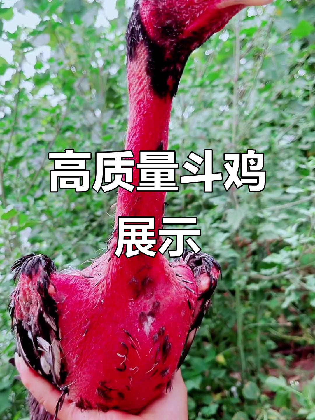 纯种鬼子斗鸡,四斤大骨宽胸背,脚林漂亮如战斗机