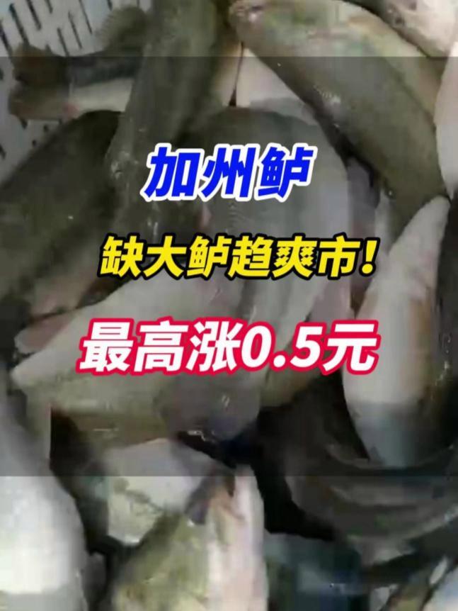 缺大鲈趋爽市!鲈鱼最高涨0.5元/斤!广东及多省均涨,养户惜售!加州鲈报价 鲈鱼 三农