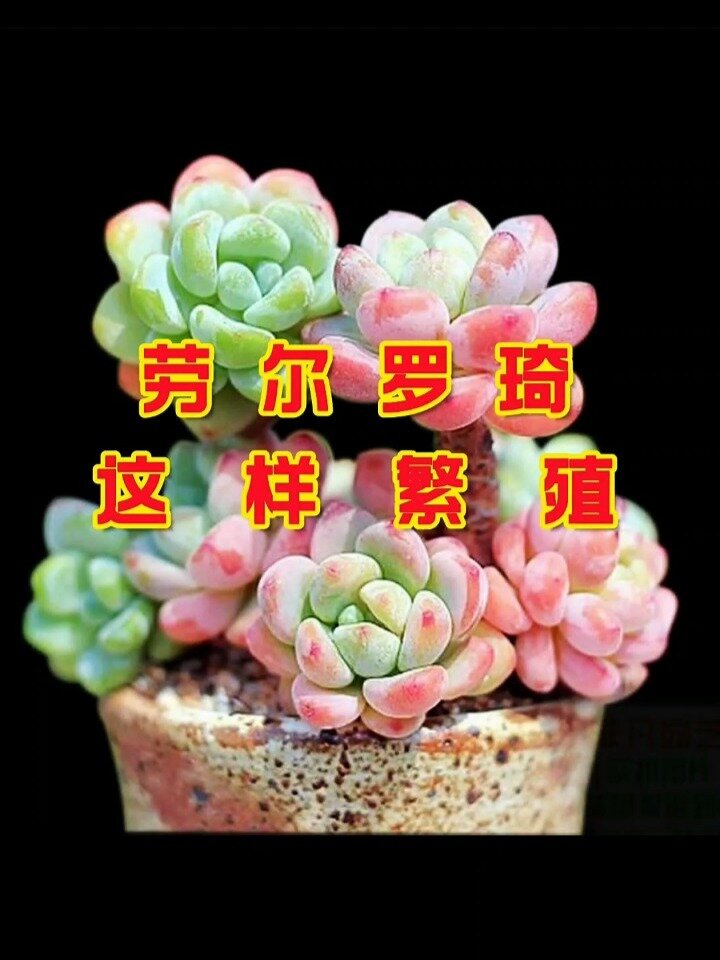 劳尔罗琦多肉植物繁殖方法