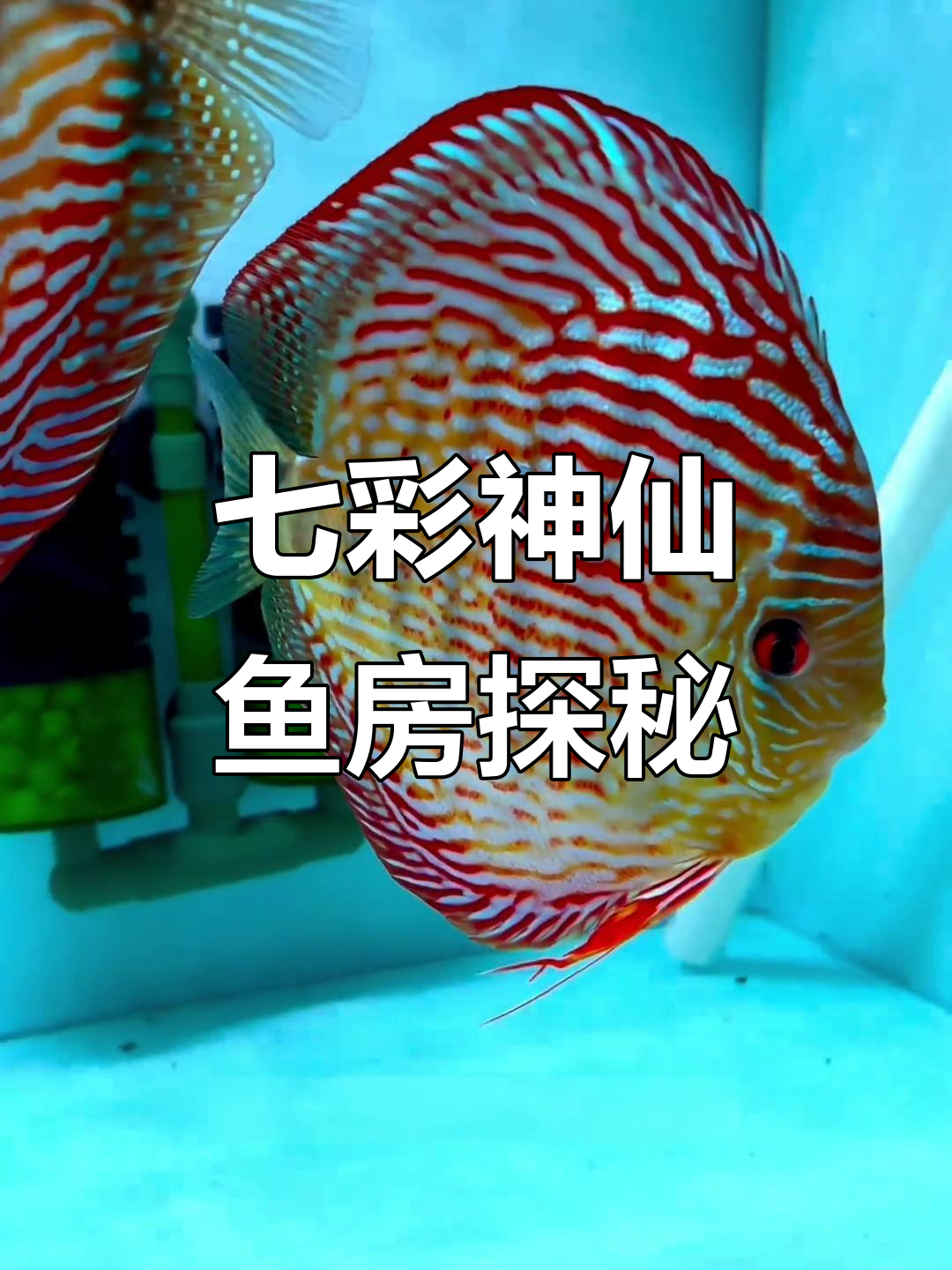 探访七彩神仙鱼房,揭秘高端器材与孔雀鱼的魅力