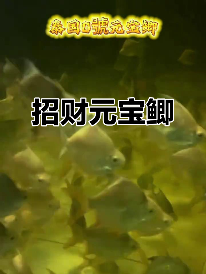 元宝鲫鱼，招财又美观，家里养它财运滚滚来！