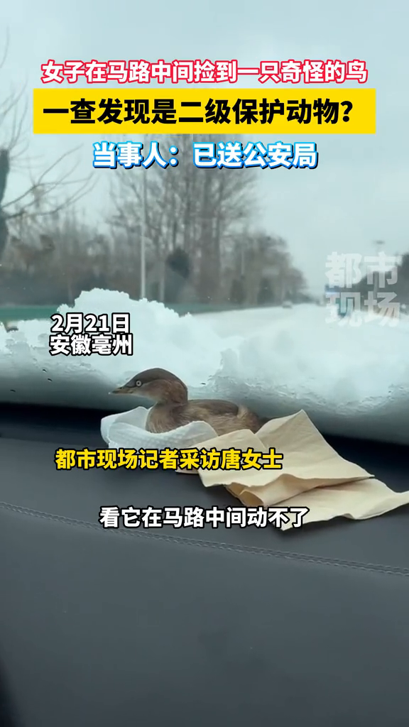 女子在马路中间捡到一只奇怪的鸟,一查发现是二级保护动物?