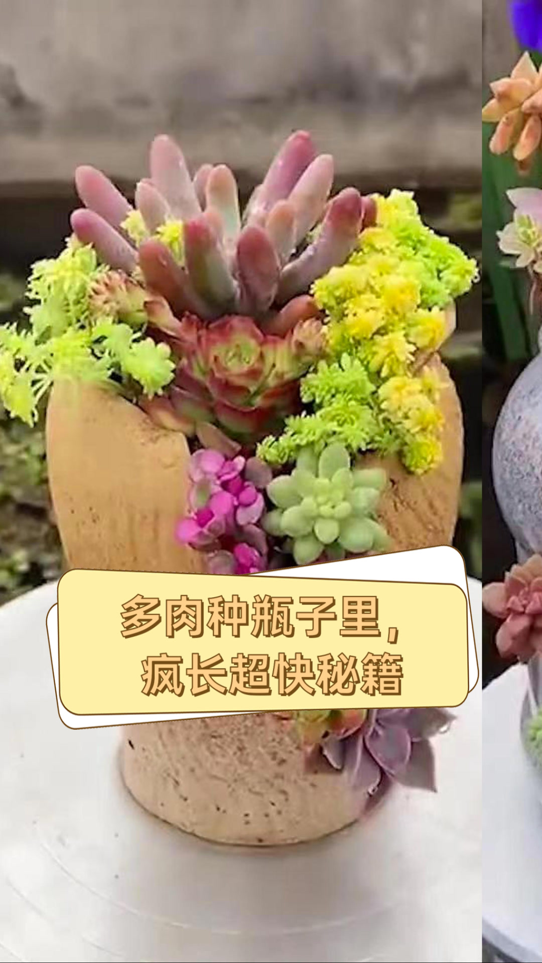 多肉种瓶子里,疯长超快秘籍