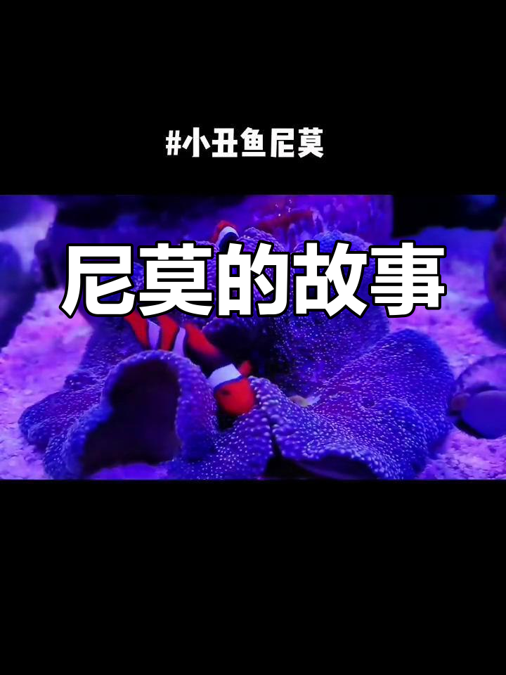 小丑鱼尼莫的冒险