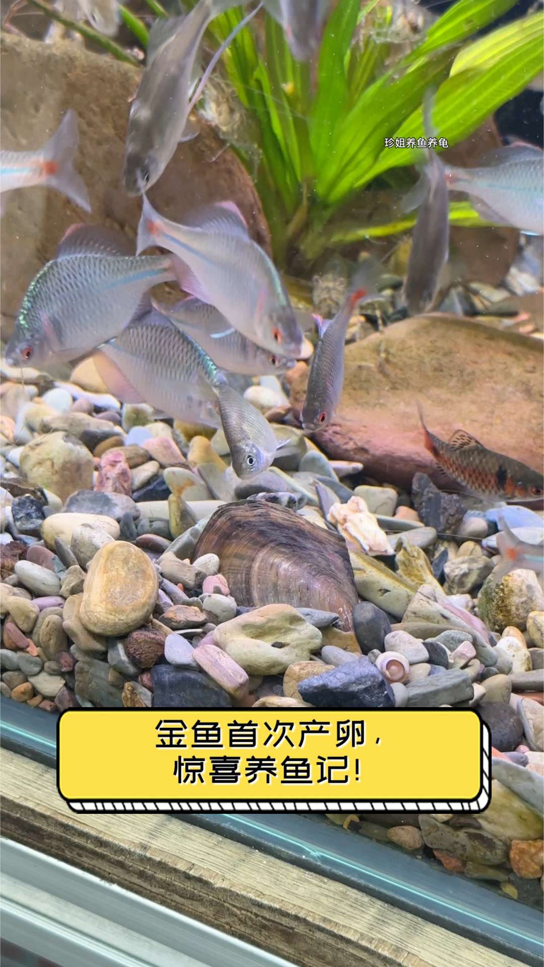 金鱼首次产卵，惊喜养鱼记！